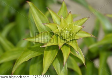 Henrys Lily Leaves - Latin Name - Lilium Henryi