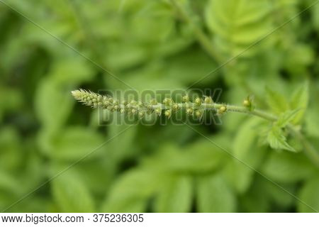 Common Agrimony - Latin Name - Agrimonia Eupatoria