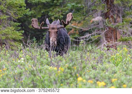 Wild Moose Living In The Forests Of The Colorado Rocky Mountains. Moose Calf In Tall Grass