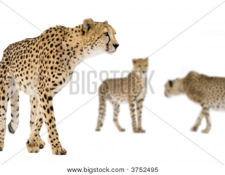 Cheetah - väritykseltään Leopardia Jubatus
