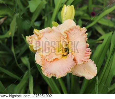 Jacqueline Kennedy Onasis.luxury Flower Daylily , Hemerocallis In The Garden, Close-up.edible Flower