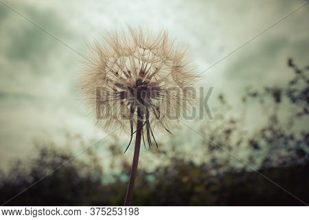 Tragopogon, Goatsbeard Or Salsify Is Like A Huge Dandelion Flower.