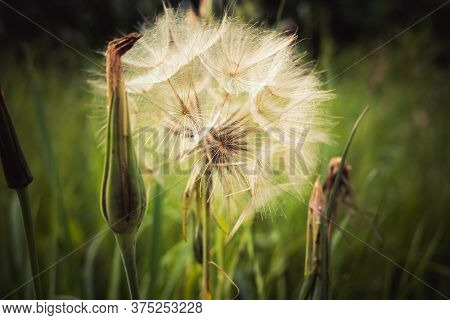 Tragopogon, Goatsbeard Or Salsify Is Like A Huge Dandelion Flower.