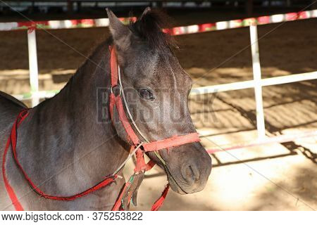 Dark Brown Colored Horse. It Is A Solid-hoofed Plant-eating Domesticated Mammal With A Flowing Mane 