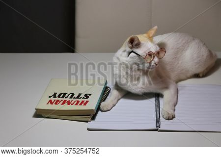 White Cat Wearing Glasses Laying Down On The Notebook With Human Study Book Beside The Cat On The Ta