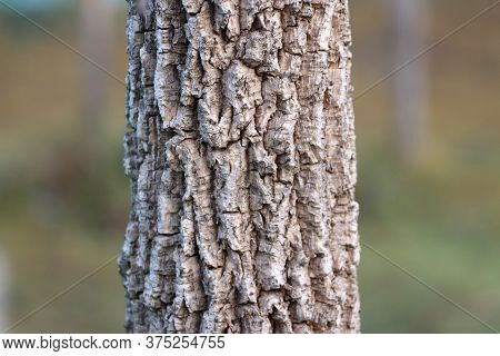 Roughness Surface Of Tree Trunk, Texture Of Tree Bark Background.