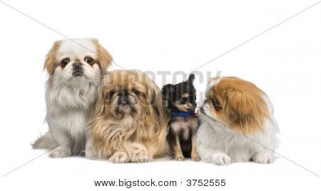 Tři Pekingeses a jeden Chihuahua