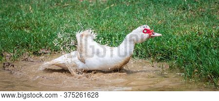 Portrait Of Muscovy Duck Cairina Moschata. Domestic Duck. Male Muscovy Duck Drake.