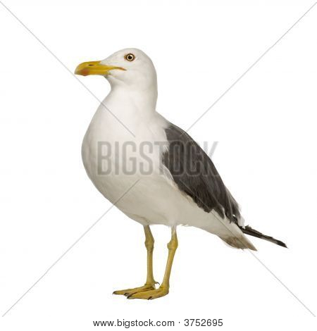 Racek stříbřitý - Larus Argentatus (3 roky)
