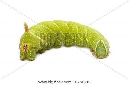 หนอนผีเสื้อเหยี่ยว Moth มะนาว - Mimas Tiliae