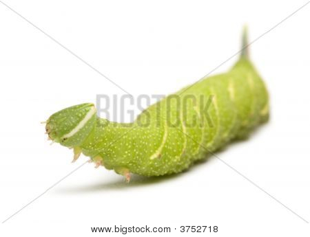 หนอนผีเสื้อเหยี่ยว Moth มะนาว - Mimas Tiliae