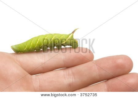 หนอนผีเสื้อเหยี่ยว Moth มะนาว - Mimas Tiliae