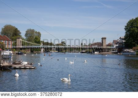 Swans On The River Thames In Marlow, Buckinghamshire, Uk Taken 20th May 2020