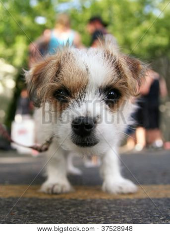 en lille chihuahua blanding på en parkeringsplads