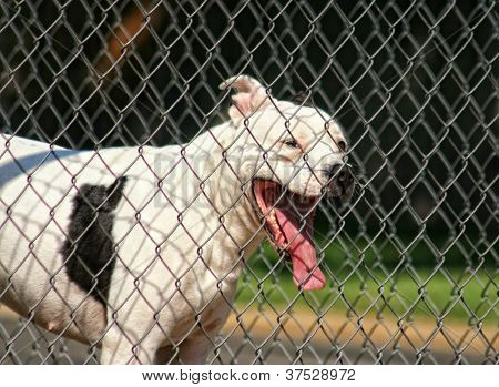 en pit bull blanding søger gennem en kæde link hegnet