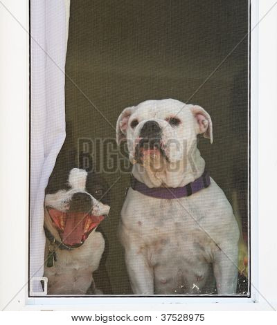 en boston terrier og en bulldog ser gennem et afskærmet vindue