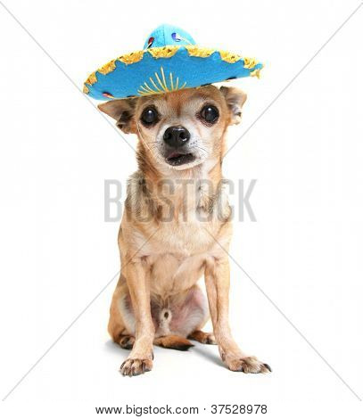 en nuttet chihuahua i en halloween kostume