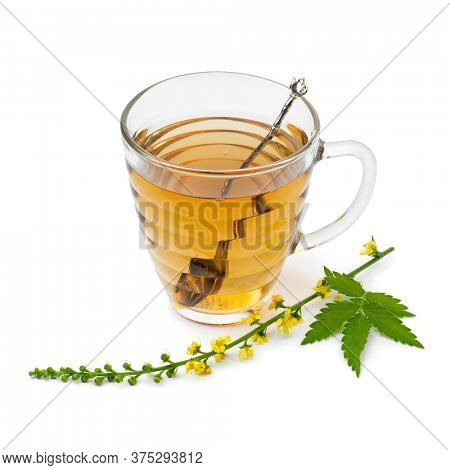 Glass cups with Agrimony tea and a fresh twig of Agrimony flowers isolated on white background