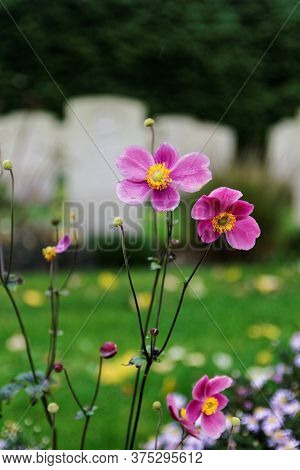 Close Up Flower With Unsharp Grafestones In Background On A Rainy Day. War Cemetery At Holten Canadi