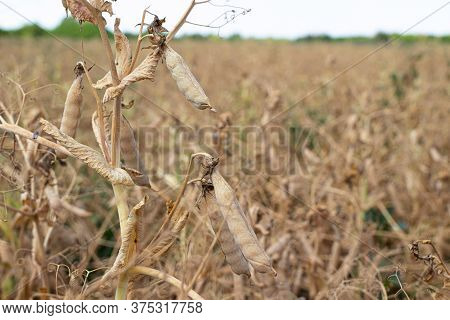 Yellow Dry Mature Pea Field. Ripe Peas Are Ready For Harvest.