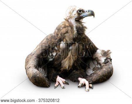 Aegypius Monachus. Black Vulture Sit On White Background. Isolated Bird.