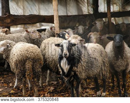 Portrait Of Sheep In Flock. Portrait Of Cute Sheep In Herd Looking At Camera