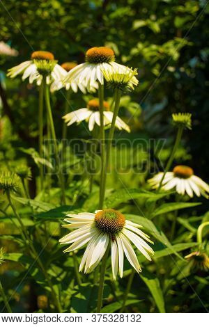 White Swan Echinacea Flowers, Also Known As Coneflower - An Herbaceous Flowering Perennial Plant Fro