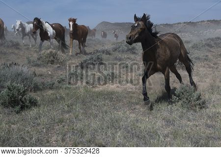 Black Horse Leads Herd Running Through Dusty Trail Drive During Roundup In Colorado, Usa