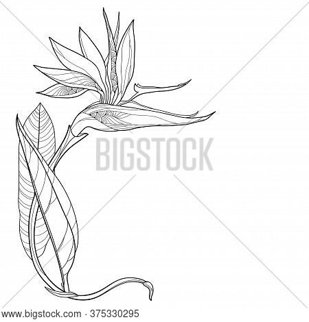 Vector Corner Bouquet Of Outline Tropical Strelitzia Reginae Or Bird Of Paradise Flower And Ornate L