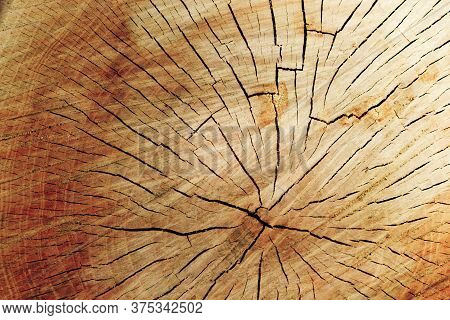 Old Wooden Tree Cut Surface. Detailed Warm Dark Brown Tones Of A Felled Tree Trunk Or Stump. Rough O