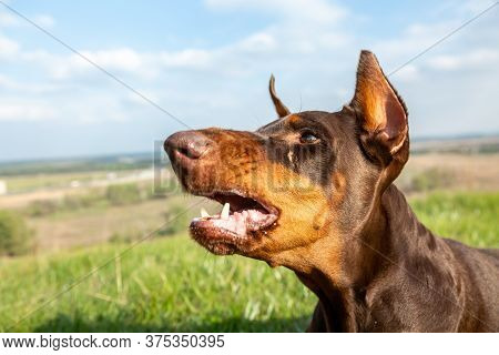 Portrait Of An Evil Barking Brown-and-tan Doberman Dobermann Dog In Green Grass On A Hill On A Blurr