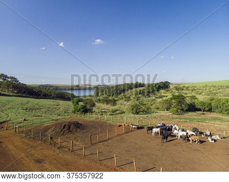 Livestock In Confinement, Oxen, Cows, Sunny Day
