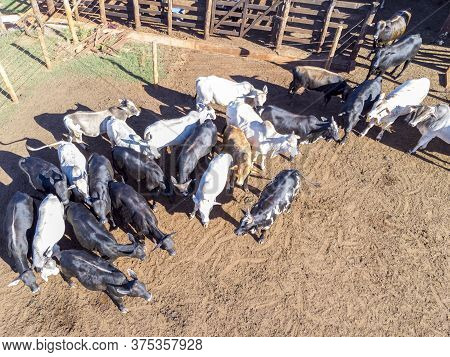 Livestock In Confinement, Oxen, Cows, Sunny Day