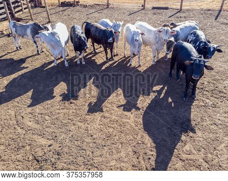 Livestock In Confinement, Oxen, Cows, Sunny Day