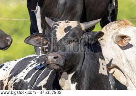 Livestock In Confinement, Oxen, Cows, Sunny Day