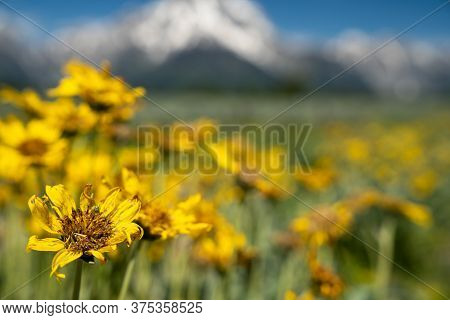 Yellow Daisy (arrowleaf Balsamroot) With The Grand Teton Mountains Defocused In Background