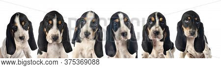Puppies Bernese Schweizer Laufhund In Front Of White Background