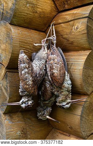 Three Downed Woodcocks Hang On The Log Wall Of The Hunting Lodge