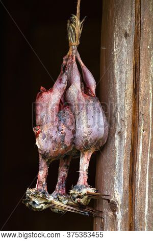 Three Plucked Woodcocks Hang In The Shadow Of The Hunting Lodge
