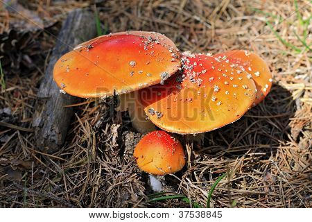 Roter vergifteten Pilz wÃ¤chst im Sommer Wald