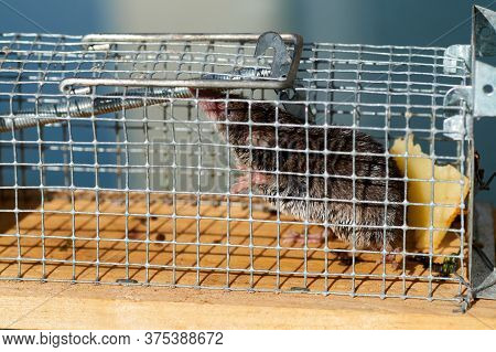 Mouse In A Live Capture Mousetrap At The Ground Of The Kitchen, Live Catch Trap