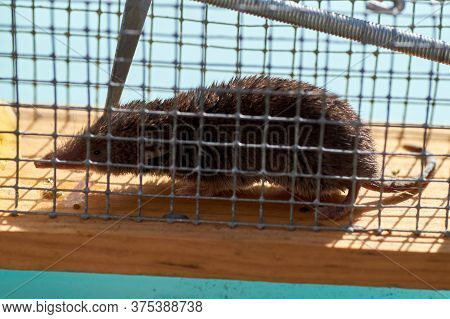 Mouse In A Live Capture Mousetrap At The Ground Of The Kitchen, Live Catch Trap