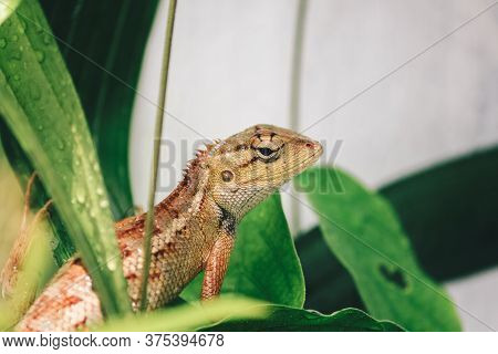 Oriental Garden Fence Lizard Or Calotes Versicolor Sitting On A Branch In The Tropical Jungle. Asian