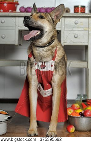Dog Chef In The Kitchen