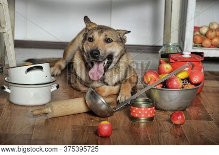 Dog Chef In The Kitchen