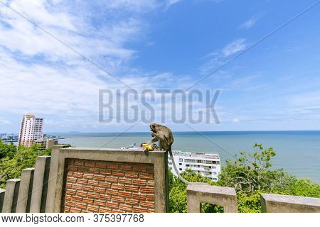 Monkeys Eating Bananas From Tourists At Khao Sam Muk, Chon Buri Province