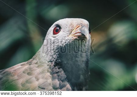 Close Up Claw Of Oriental Honey Buzzard (pernis Ptilorhynchus), Bird Of Prey.