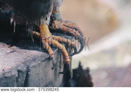 Close Up Claw Of Oriental Honey Buzzard (pernis Ptilorhynchus), Bird Of Prey.