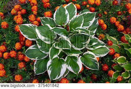 Host Flower With White-green Leaves Grows In A Flower Bed In A Country Garden Framed By Red-orange M