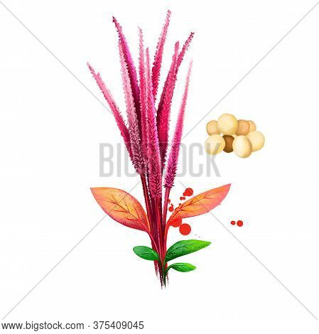 Amaranth Vegetable Isolated On White. Hand Drawn Illustration Of Amaranthus, Cultivated As Leaf Vege
